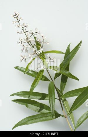 Zitronenverbene, Verveine, Lippia, citrodora, Stock Photo