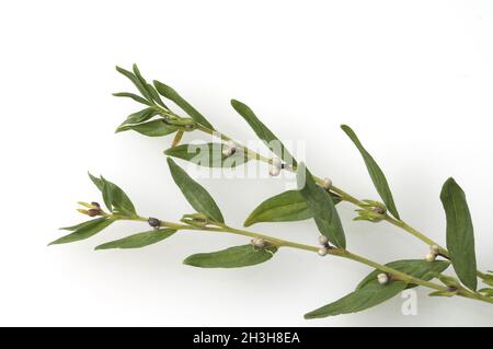 Stone seed, true stone seed, Lithospermum Officinale, Stock Photo