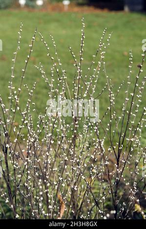 Stony Seed Stock Photo