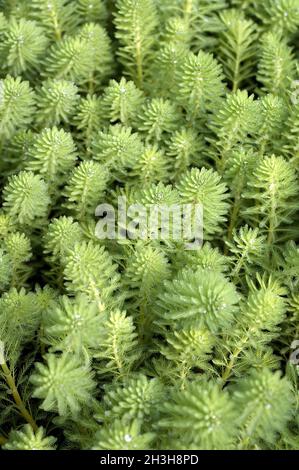 Centaury, Myriophyllum, aquaticum, Stock Photo