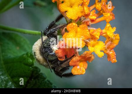 A male Eastern Carpenter Bee (Xylocopa virginica) patiently waits for the sun while he rests on a cluster of lantana blooms. Raleigh, NC. Stock Photo