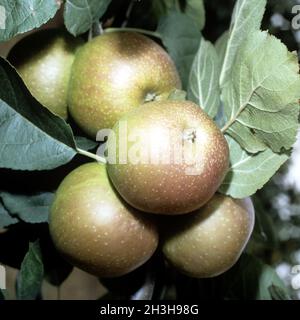 Boskop; Winter apple; Boskoop Stock Photo