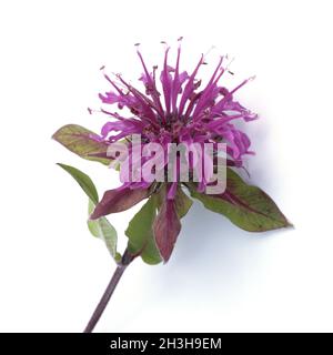 Indiandernessel; Monarda Stock Photo