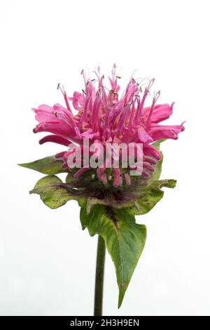 Indiandernessel, Monarda, didyma Stock Photo
