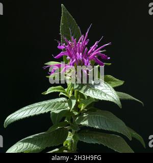 Indiandernessel; Monarda didyma Stock Photo