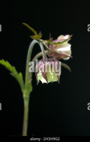 Brook carnation, Geum rivale Stock Photo