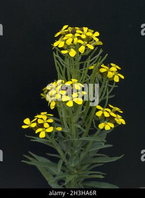 Goldlack, Cheiranthus Cheiri, Schoeterich Stock Photo