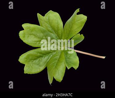 May apple; Podophyllum peltatum; Stock Photo