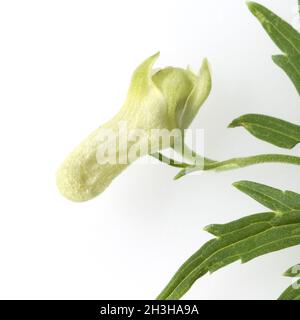 Wolfsbane, Aconitum vulparia Stock Photo