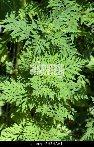 Ambrosia, Ambrosia artemisiifolia Stock Photo