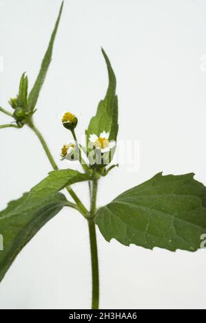 Franzosenkraut; Galinsoga parviflora Stock Photo