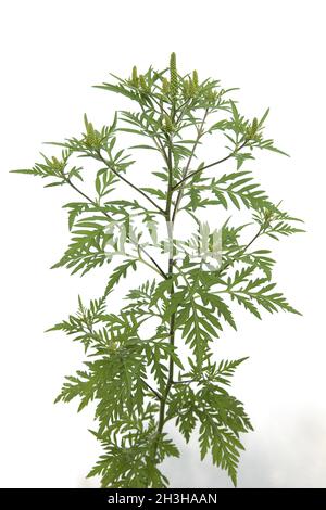 Ambrosia artemisiifolia Stock Photo