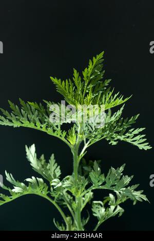 Ambrosia, Ambrosia artemisiifolia Stock Photo