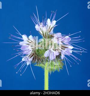 Phacelia tanacetifolia Stock Photo