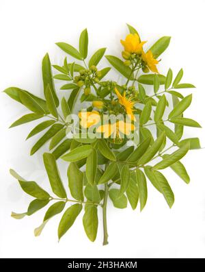 Chinesische Senna; Cassia tora Stock Photo