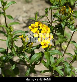 Common marigold; Tagetes lucida