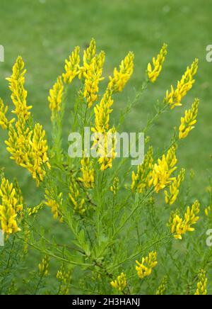 Faerberginster, Genista tinctoria Stock Photo