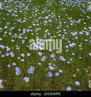 Linseed; Common flax; Linum usitatissimum Stock Photo