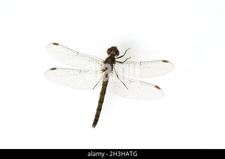 Blood red, darter, Sympetrum, sanguineum, female, Stock Photo