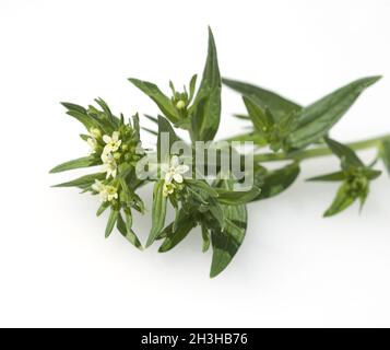 Stone seed, true stone seed, Lithospermum Officinale Stock Photo