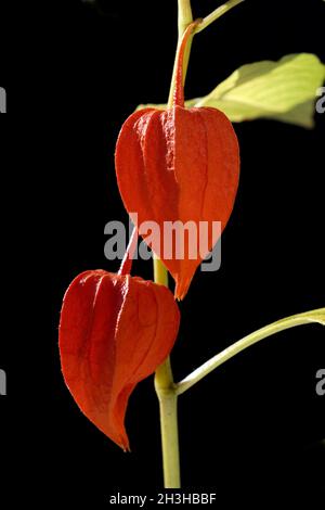 Lampionblume; Physalis alkekengii Stock Photo
