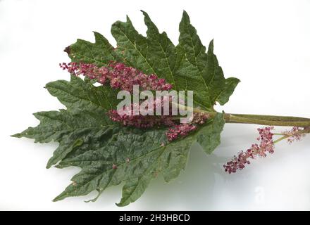 Medicinal rhubarb, Medicinal rhubarb Stock Photo