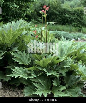 Medicinal rhubarb Stock Photo