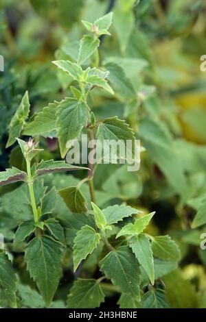 Lemonade plant, Agastache mexicana Stock Photo