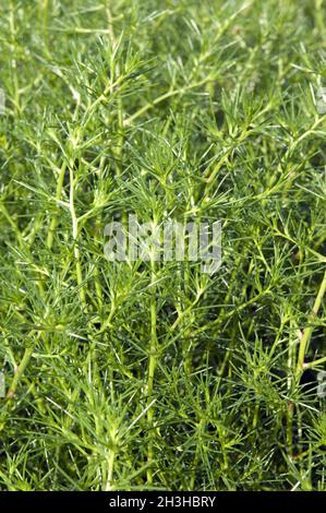 Salt herb, Salsola soda Stock Photo