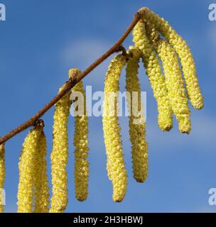 Hazelnut daisy, Corylus, avellana,