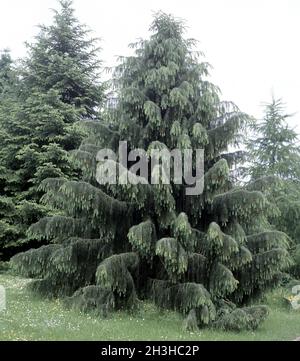 Spruce, Siskiyou spruce, Picea breweriana Stock Photo