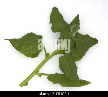 New Zealand spinach Stock Photo