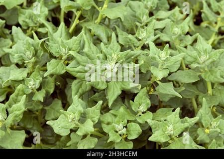 New Zealand spinach; Tetragonia Stock Photo