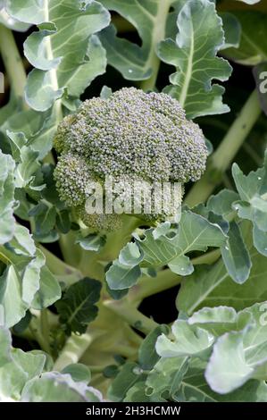 Broccoli, Stock Photo