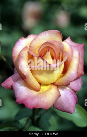 Noble Rose, The World Stock Photo