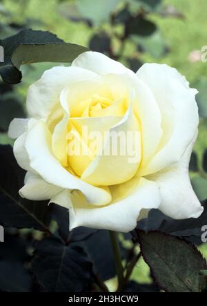 Noble rose; Elina Stock Photo