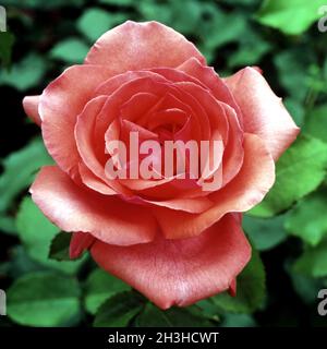 Noble rose; Fragrant magic Stock Photo