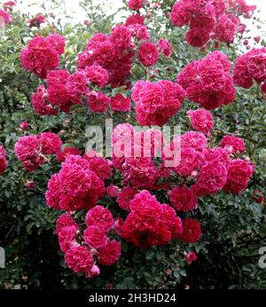 Kletterrose, Rosa wichuriana, Excelsa Stock Photo