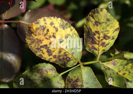 Ring spot disease Stock Photo