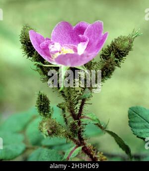 Rosa centifolia muscosa, Goethe Stock Photo