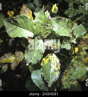 Ring spot disease, Sphaceloma, rosarum Stock Photo