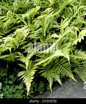 Beech fern, Thelypteris phegopteris Stock Photo