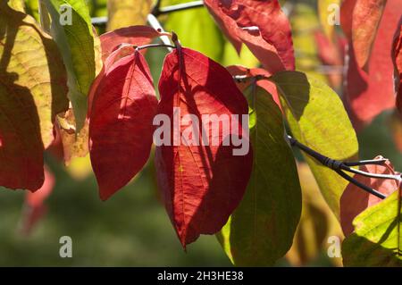 Flowering dogwood, Cornus, nuttallii,