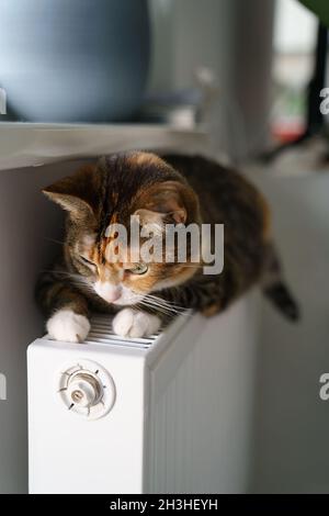 Fluffy cat lying on warm radiator battery. Multi colored kitty feel comfortable sleep on hot heater Stock Photo