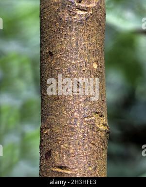 Chinarindenbaum, Cinchona pubescens Stock Photo