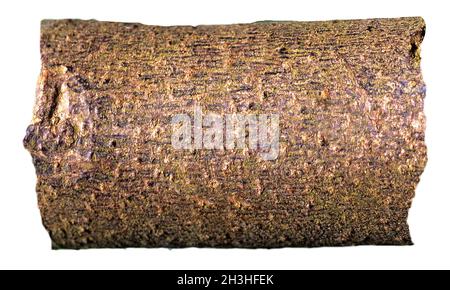 Chinese tree, bark Stock Photo