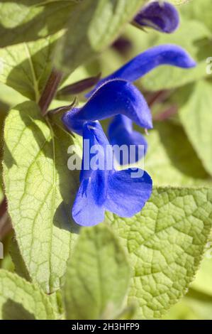 Azure sage; Azure sage; Salvia patens; Open-flowered sage Stock Photo