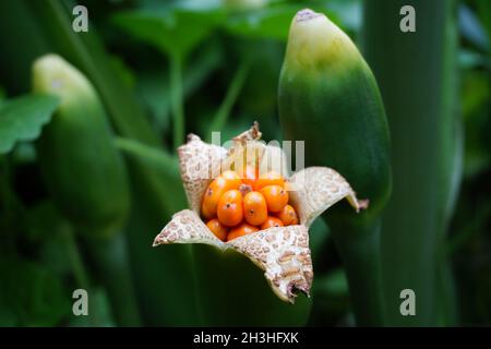 Taro flower (Colocasia esculenta, gothe) with natural background. Colocasia esculenta is a tropical plant grown primarily for its edible corms, a root Stock Photo