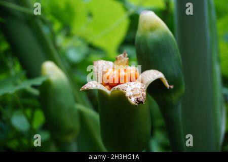 Taro flower (Colocasia esculenta, gothe) with natural background. Colocasia esculenta is a tropical plant grown primarily for its edible corms, a root Stock Photo