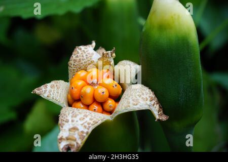 Taro flower (Colocasia esculenta, gothe) with natural background. Colocasia  esculenta is a tropical plant grown primarily for its edible corms, a root  Stock Photo - Alamy